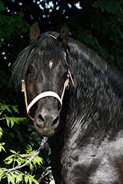 American Percheron 1 (12)